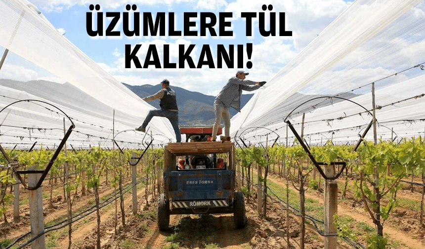 Üzümlere tül kalkanı!