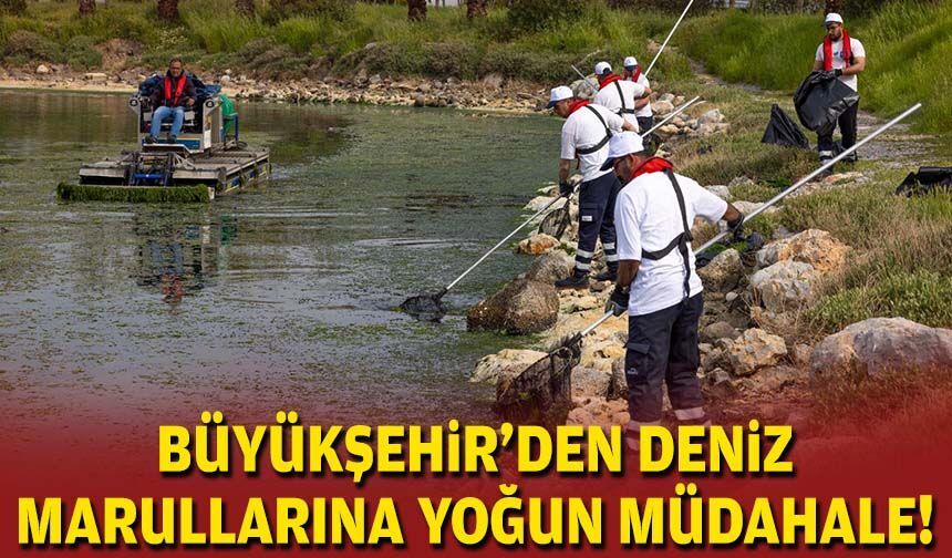 Büyükşehir'den deniz marullarına yoğun müdahale!