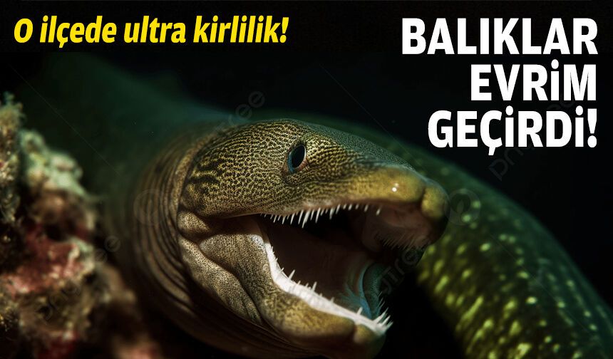 İzmir’in o ilçesinde ultra kirlilik: Balıklar evrim geçirdi!