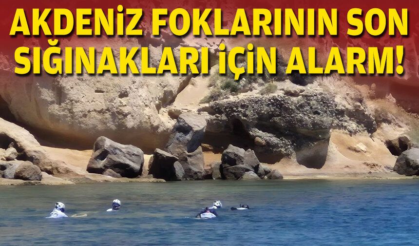 Akdeniz foklarının son sığınakları için alarm!