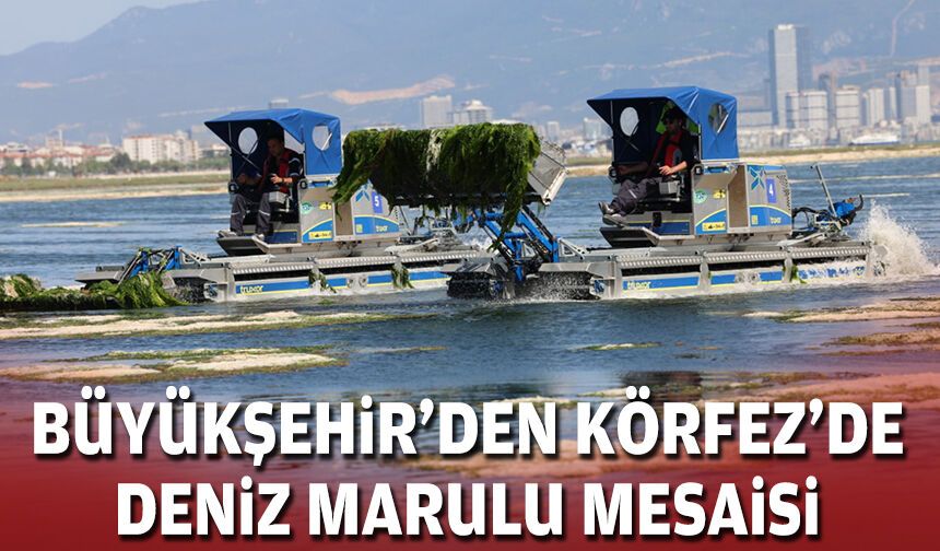 Büyükşehir’den Körfez’de deniz marulu mesaisi