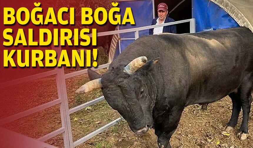 Boğacı boğa saldırısı kurbanı!