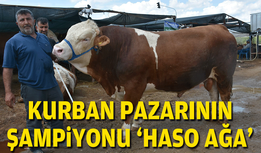Kurban pazarının şampiyonu 'Haso Ağa'... 480 bin TL’ye satıldı!