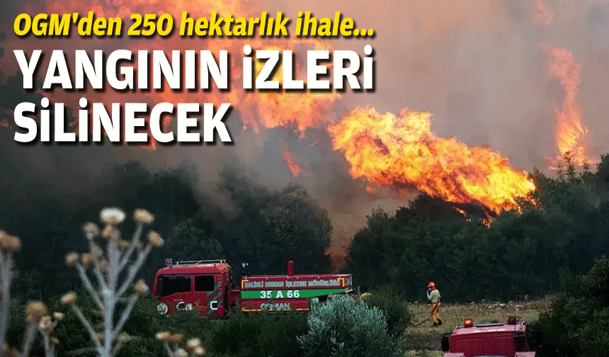 OGM'den 250 hektarlık ihale... İzmir'deki yangının izleri silinecek!