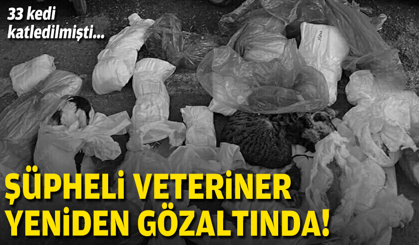 33 kedi katledilmişti... Şüpheli veteriner yeniden gözaltında!