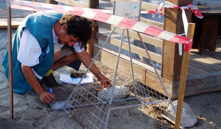 Kemer sahillerinde 38 deniz kaplumbağası korumaya alındı