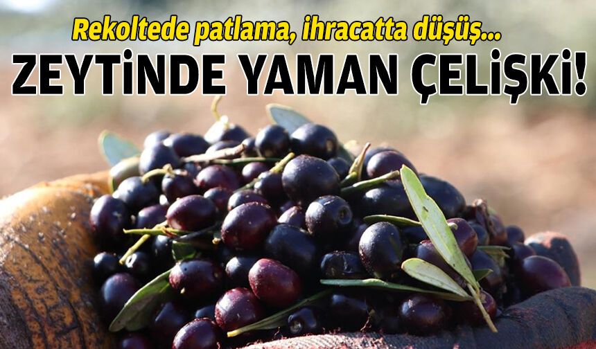 Zeytinde yaman çelişki: Rekoltede patlama, ihracatta düşüş!