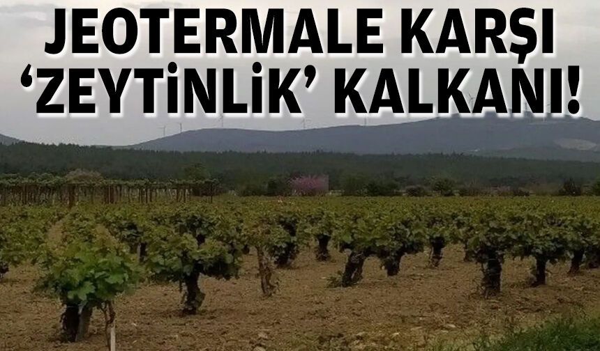 Jeotermale karşı "zeytinlik" kalkanı!