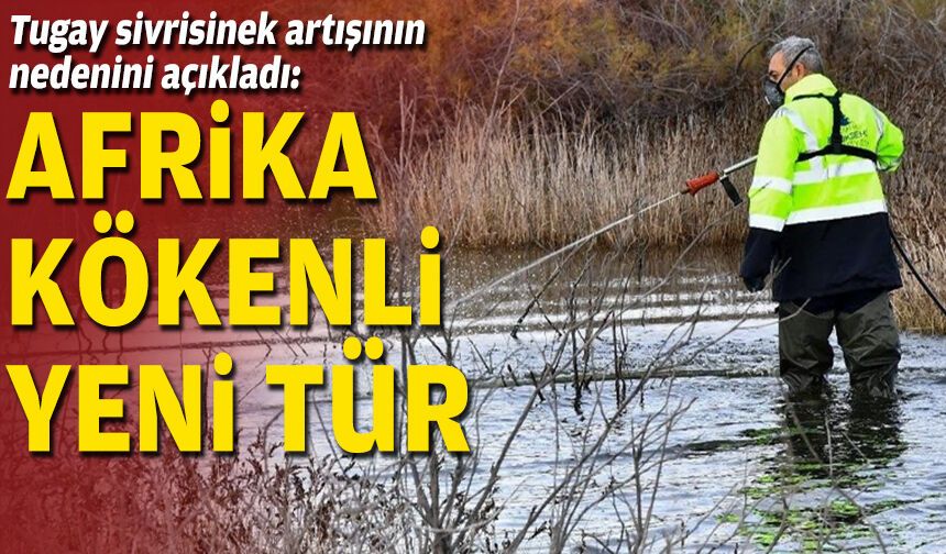 Tugay sivrisinek artışının nedenini açıkladı: Afrika kökenli yeni tür
