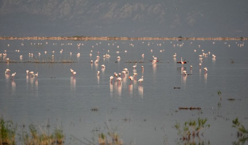 Kuş Cenneti'nin sakinleri!