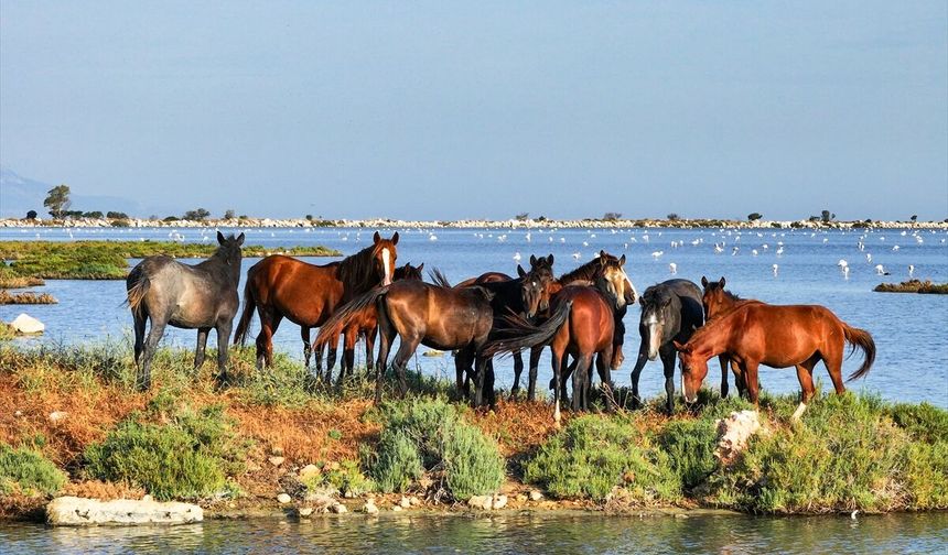 Yüzlerce tür bir arada... İzmir’de doğa mucizesi!