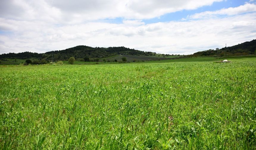 Büyükşehir’in toprakla buluşan tohumları yeşerdi