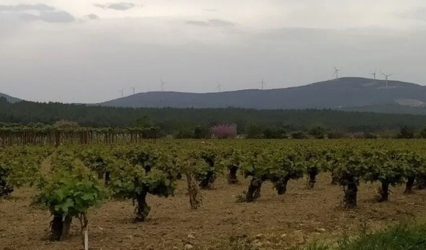Jeotermale karşı "zeytinlik" kalkanı!