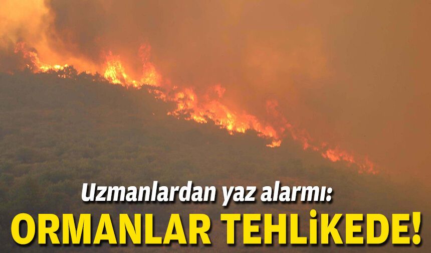 Uzmanlarda yaz alarmı: Ormanlar tehlikede!