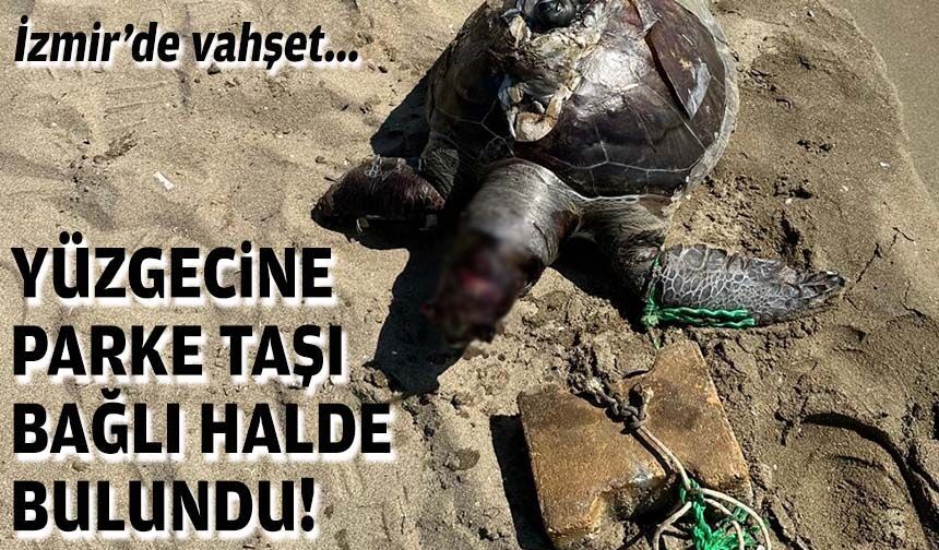 İzmir’de vahşet: Yüzgecine parke taşı bağlanan caretta caretta ölü bulundu!
