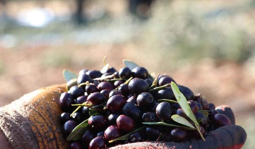 Zeytinde yaman çelişki: Rekoltede patlama, ihracatta düşüş!