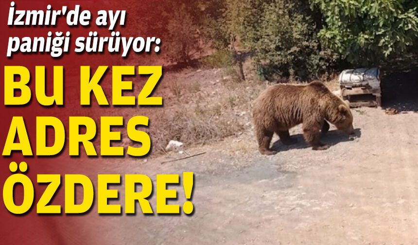 İzmir'de ayı paniği sürüyor: Bu kez adres Özdere!