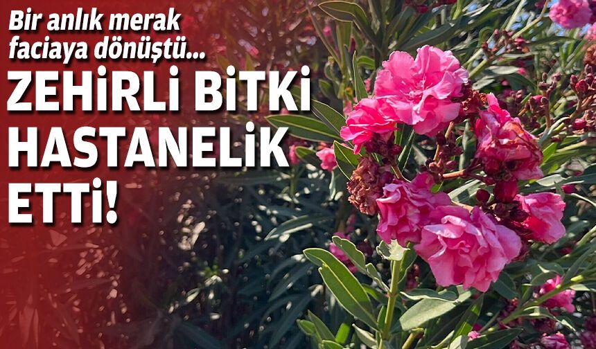 Bir anlık merak faciaya dönüştü... Zehirli bitki hastanelik etti!