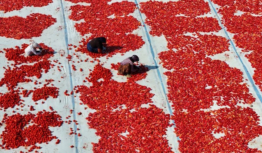 Kırmızı altın ovayı sardı: Domateste kurutma mesaisi başladı