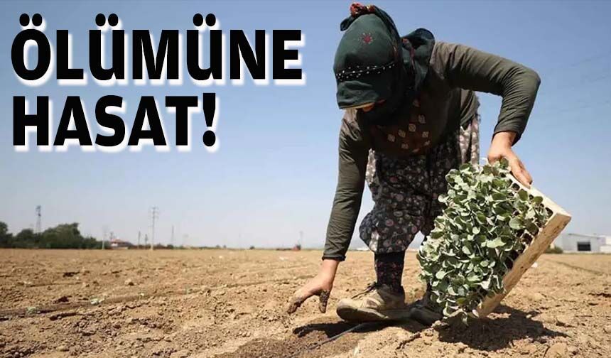 Ölümüne hasat!