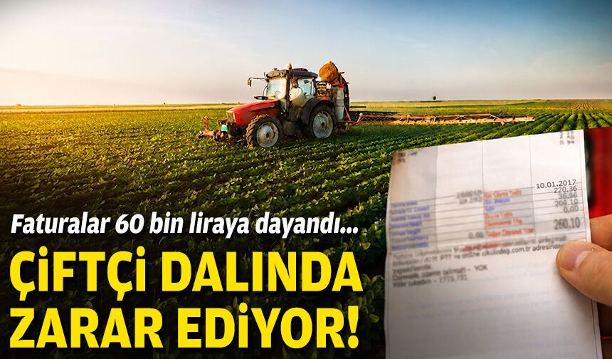 Faturalar 60 bin liraya dayandı... Çiftçi dalında zarar ediyor!