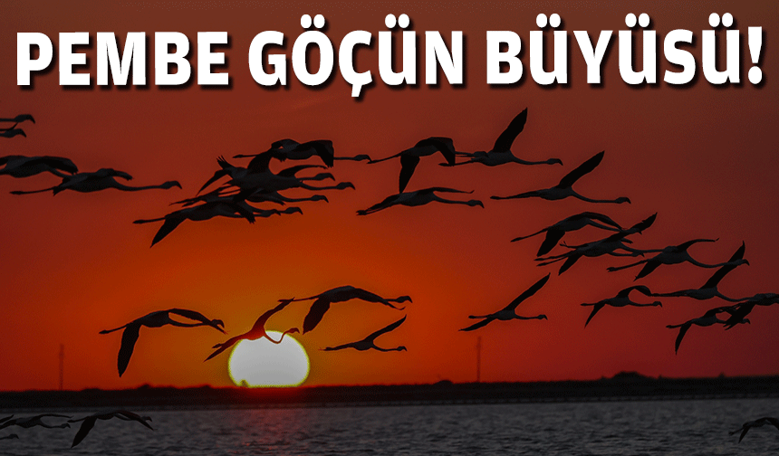 Pembe göçün büyüsü!