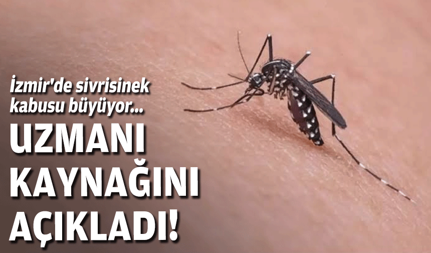İzmir'de sivrisinek kabusu: Uzman nedenini açıkladı!