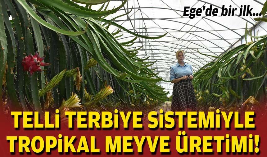 Ege'de bir ilk: Telli terbiye sistemiyle tropikal meyve üretimi!