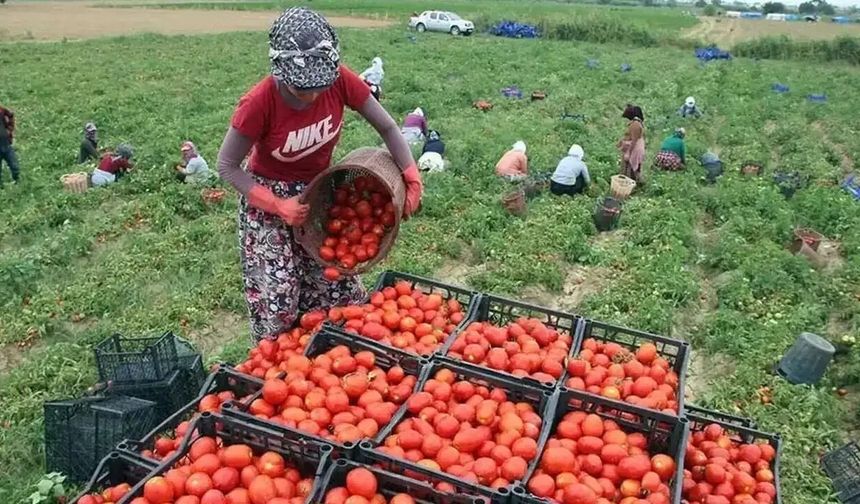 Torbalı'da tarım işçilerinden zam resti: Anlaşma yoksa grev!