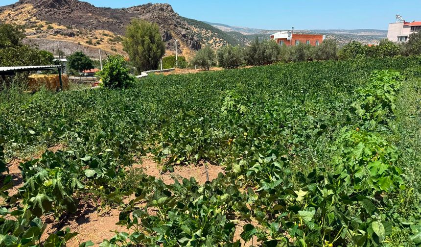 Menemen Belediyesi'nden tarıma can suyu