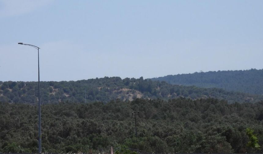 Bergama-Dikili hattına ÇED onayı… 27 bin ağaca veda!