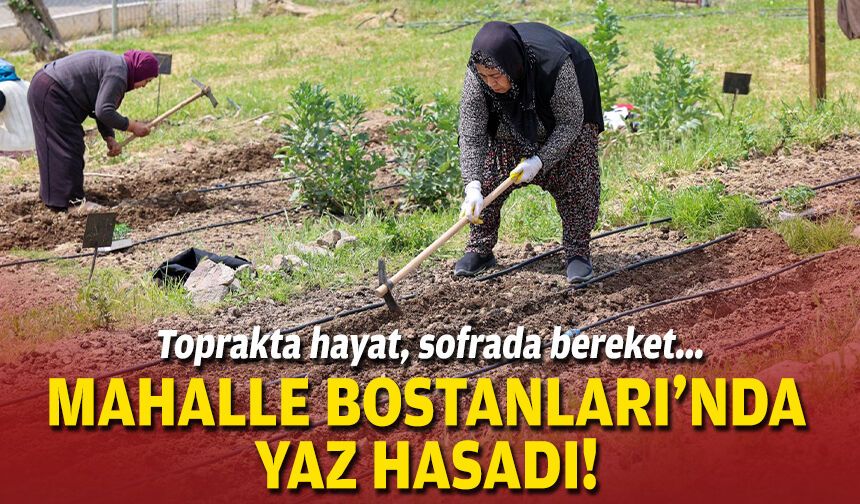 Toprakta hayat, sofrada bereket... Mahalle Bostanları’nda yaz hasadı!