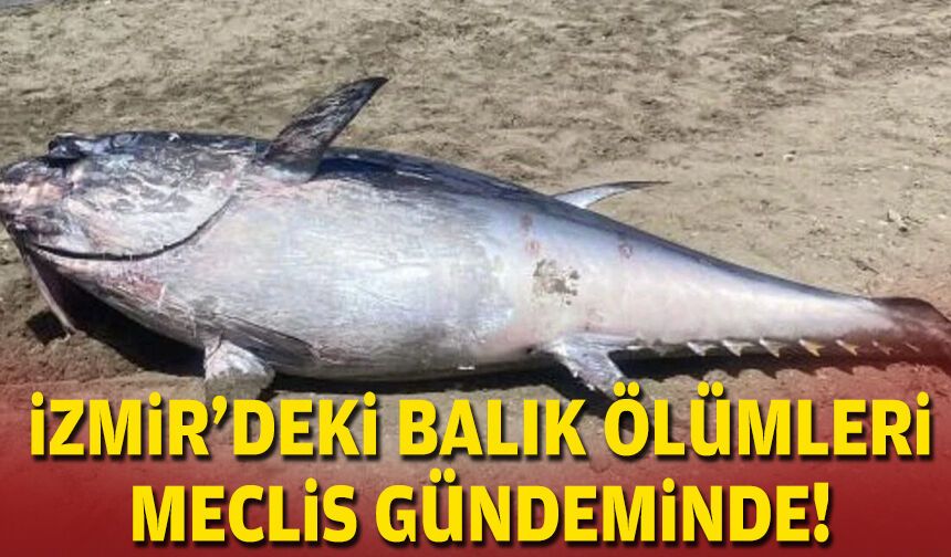 İzmir'deki balık ölümleri Meclis gündeminde!