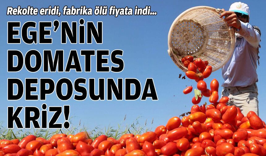 Rekolte eridi, fabrika ölü fiyata indi… Ege’nin domates deposunda kriz!