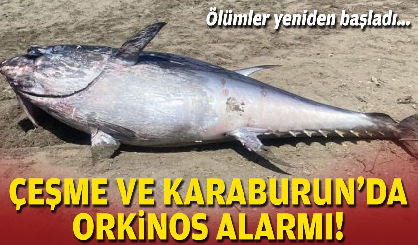 Çeşme ve Karaburun’da orkinos alarmı: Ölümler yeniden başladı