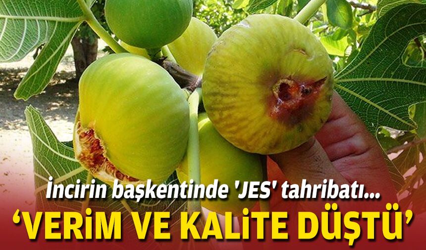 İncirin başkentinde 'JES' tahribatı... 'Verim ve kalite düştü'