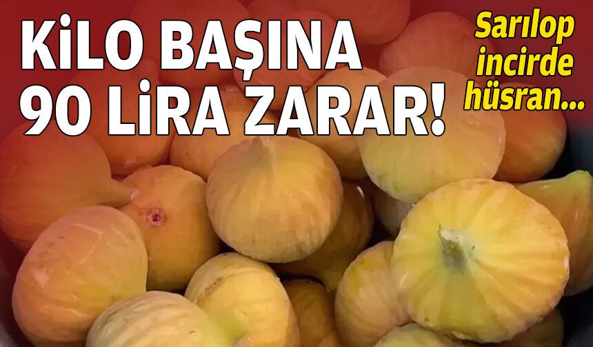‘Sarılop’ incirde hüsran: Kilo başına 90 lira zarar!