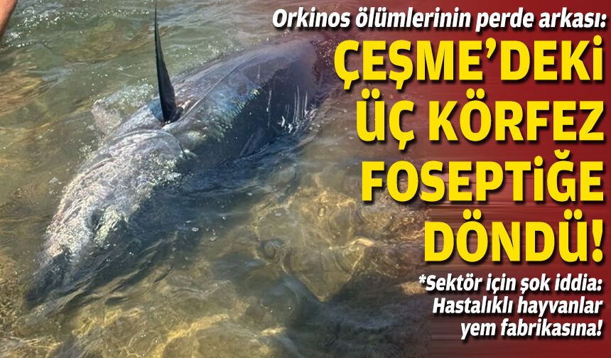 Orkinos ölümlerinin perde arkası: Çeşme'deki üç körfez foseptiğe döndü!