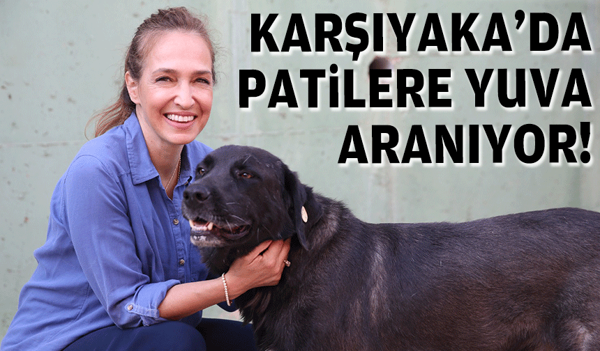 Karşıyaka'da patilere yuva aranıyor!