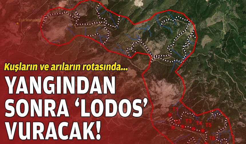 Kuşların ve arıların rotasında… Yangından sonra ‘Lodos’ vuracak!
