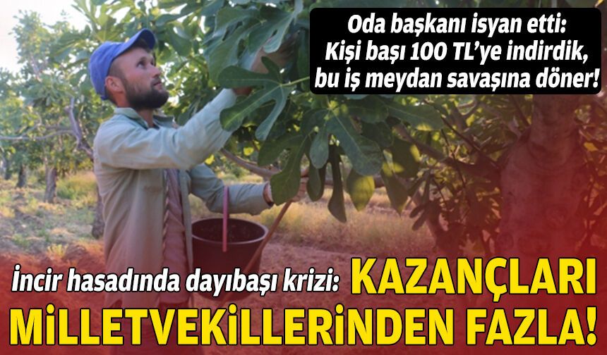 İncir hasadında ‘dayıbaşı’ krizi: Kazançları milletvekillerinden fazla!