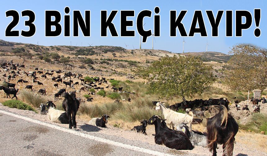 23 bin keçi kayıp!