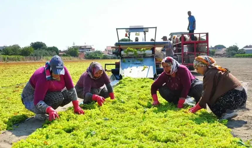 Üzüm üreticisinin fiyat isyanı: 18 TL’den 7 TL’ye düştü!