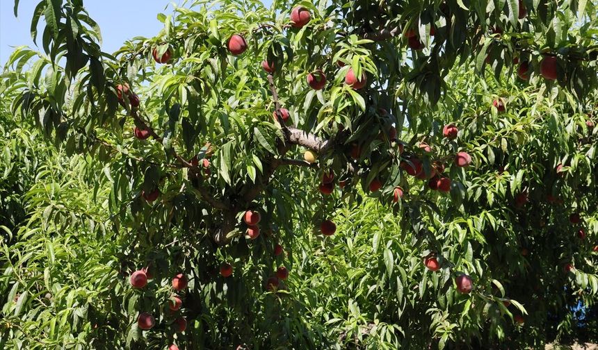 Türkiye'nin 8 aylık şeftali ve nektarin ihracatında yüzde 134'lük artış
