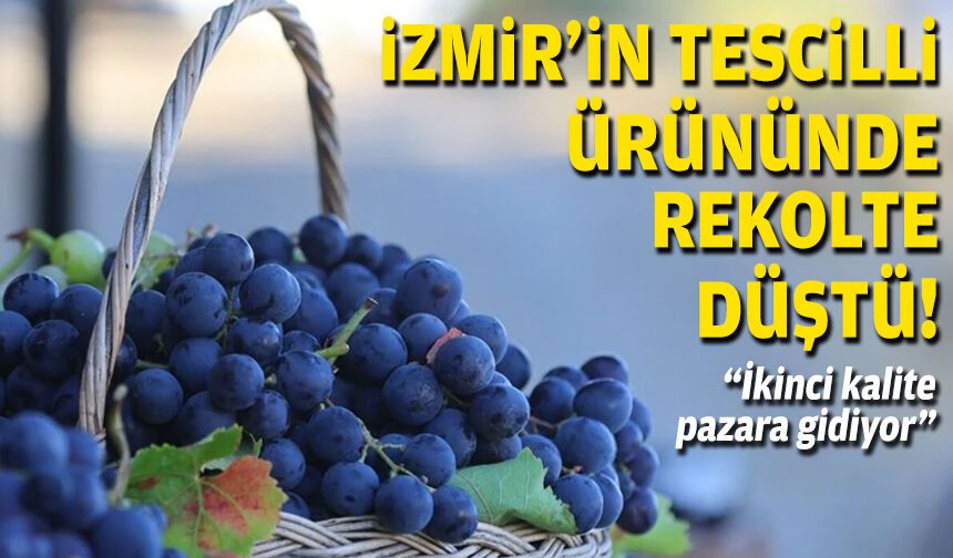 İzmir’in tescilli ürününde rekolte düştü… “İkinci kalite pazara gidiyor”