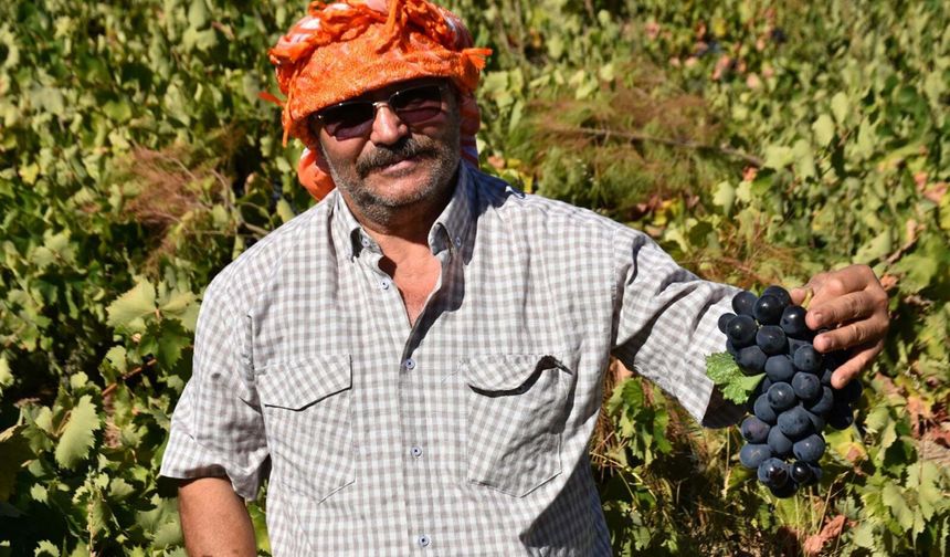 Bağda 60 TL, markette 200 TL: Kavacık üzümünde fiyat uçurumu açıldı!