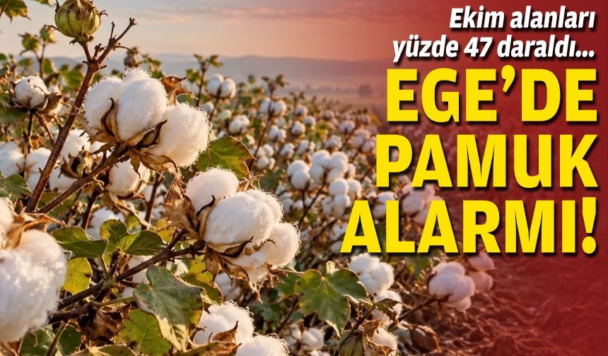 Ekim alanları yüzde 47 daraldı... Ege’de pamuk alarmı!