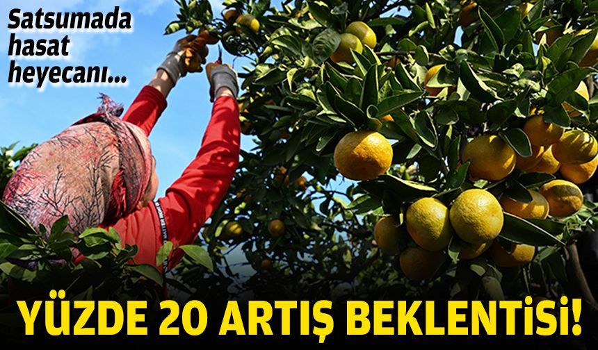 Satsumada hasat heyecanı... Yüzde 20 artış beklentisi!