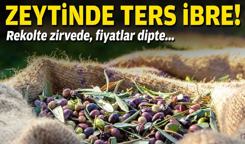 Zeytinde ters ibre... Rekolte zirvede, fiyatlar dipte!
