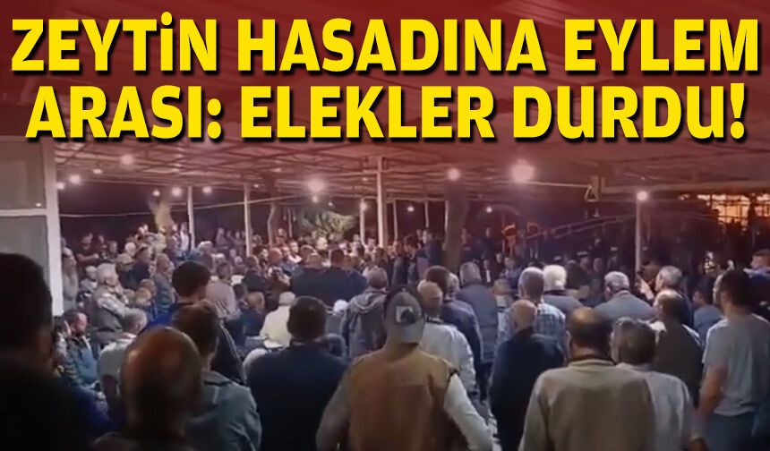 Zeytin hasadına eylem arası: Elekler durdu!